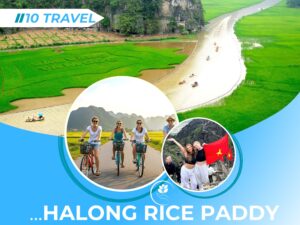 Halong on land rice paddy