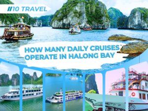 How many daily cruises operate in Halong bay?
